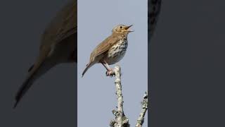 Song Thrush Singing  Natures Best Songbirds birdsounds [upl. by Younglove]