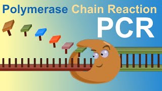 PCR  Polymerase Chain Reaction IQOGCSIC [upl. by Debbee]