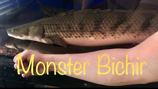 Godzilla 20 Giant Polypterus congicus bichir [upl. by Maximilian]