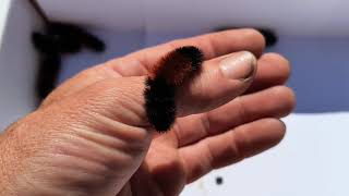 Woolly Bear winter forecast 2024 [upl. by December79]