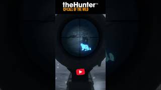 💀The Ghost Of The Mountain💀The Hunter COTW shorts snowleopard [upl. by Epilif]