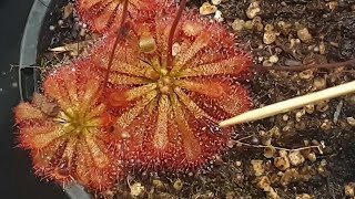 How To Feed Sundews [upl. by Eelana]