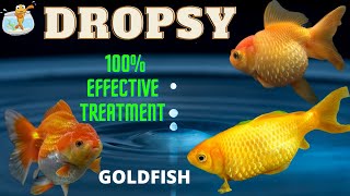 Dropsy in Goldfish How to treat dropsy in goldfishFish Dropsy Treatment dropsytreatment dropsy [upl. by Ragg]