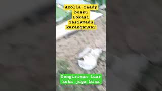 Azolla microphylla azolla wollfia ikan bebek entok pakanalternatif kolamazolla solo [upl. by Annehcu]