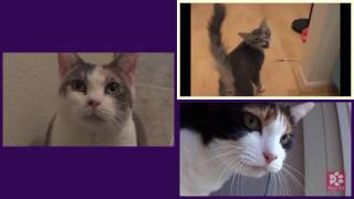 Cats Meowing Happy Birthday To You Song Acapella [upl. by Navoj334]