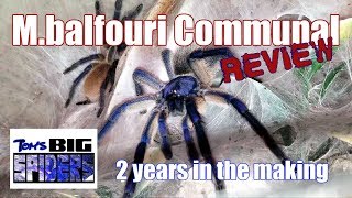 M balfouri Communal Review and FAQ [upl. by Aicilanna]