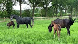 paarden met veulens [upl. by Nylauqcaj]