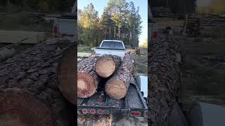 another load of pine logs yellow woodsouthern yellow pine [upl. by Primrosa]