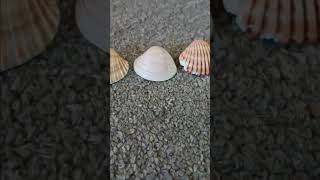 Shell size comparison 3d real life may contain voices [upl. by Noreht]