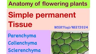 Simple permanent Tissue plant anatomy Part 4NeetugNCERTBiology [upl. by Oiramad]