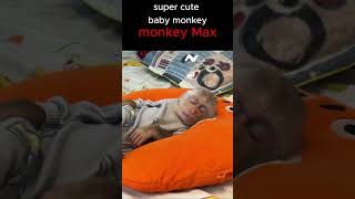 Monkey Max snores so loudlymonkey funnyanimal Short [upl. by Chaddy234]