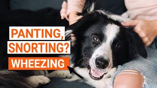 WHY is my DOG WHEEZING 🐶Gasp and Snort [upl. by Casandra]