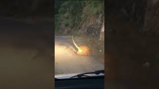 WATCH Stunning footage of leopards fighting in the middle of a mountain road [upl. by Harahs]