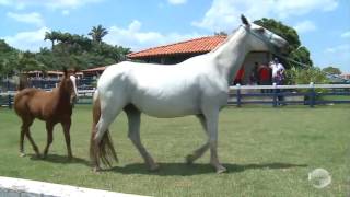 Conheça uma das fazendas mais modernas do Nordeste [upl. by Naugal]