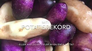 Potatis Rekord  Mandelpotatis rekord på en sätta [upl. by Ariajaj531]