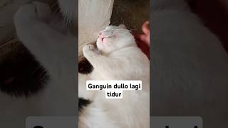 GANGGUIN DULLO LAGI TIDUR MANGAP kucing [upl. by Aivalf]