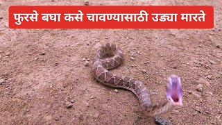 फुरसे बघा कसे लपून बसले होते सेंटरींगच्या फळ्यामध्ये snakes sawscaledviper rescue snakerescue [upl. by Dalenna]