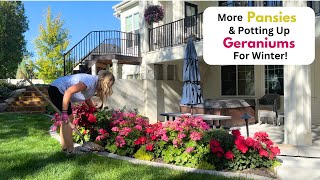 More Pansies amp Potting Up Geraniums For Winter [upl. by Alderson]