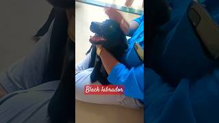 Female black Labrador funny dogblack luckyghar le aaye kyamaxx ki family [upl. by Dub]