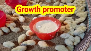 Brooding growth promoter for best broiler result [upl. by Lebar]