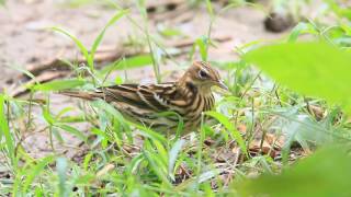 白背鷚 北鹨 Pechora pipit [upl. by Apollus]