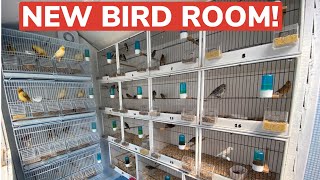 Unveiling the NEW Bird Room   New Norwich Canaries [upl. by Seravat]