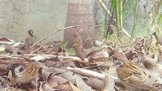 Maya Birds Eurasian Tree Sparrow Bird watch 7112024 [upl. by Einahc]