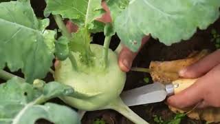 KOHLRABI GARDEN farming vegetables harvesting shortvideo [upl. by Ys]