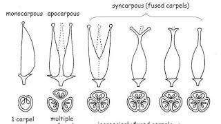 Difference Between Apocarpous And Syncarpous Pistil In HindiUrdu [upl. by Naek]