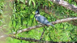 Belted Kingfisher [upl. by Etnoek775]