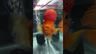 Flower horn fish in aquarium shorts ytshorts [upl. by Leake877]