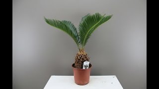 How to Pot Sago Palms  Cycas care [upl. by Nelleeus128]