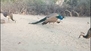 Peacock and Peahen meets peacock [upl. by Ahteres]