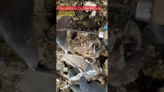 Oystering and clamming at Rendsland Oyster Beach Hood Canal WA shorts [upl. by Cochran]