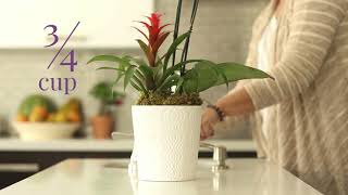 How do I water my Orchid Garden [upl. by Tomkins]