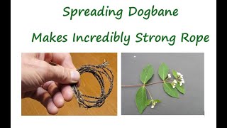 Spreading Dogbane  Makes Incredibly Strong Rope [upl. by Laon]