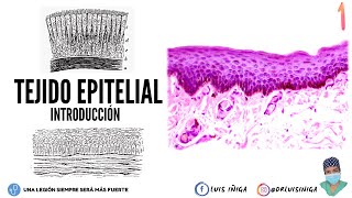 Histología Tejido Epitelial  Generalidades Características Origen Embrionario Funciones  pt 1 [upl. by Faydra]