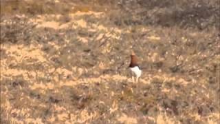 Ptarmigan Sounds in the Arctic [upl. by Anos]