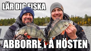 Så fiskar du ABBORRE på hösten Abborrfiske med Håkan Fransson  Del 1 [upl. by Eniruam299]