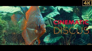 Discus Fish  Aquarium  Cinematic [upl. by Mountfort976]