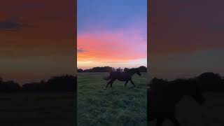 Horses and dreamy sunset [upl. by Budwig]