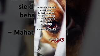 Tiere  Mahatma Gandhi [upl. by Mahon]