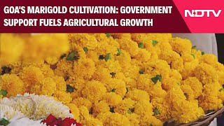 Growth Of Marigold Cultivation in GOA Government Support Drives Local Agricultural Prosperity [upl. by Ailemor]