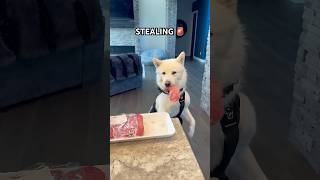 Crimes Bruce committed this week huskies funnydogvideos puppies [upl. by Pesvoh]