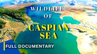 WILDLIFE of Caspian Sea  Caspian Seal  Documentary [upl. by Wallis]