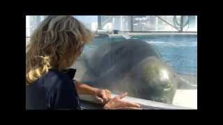 Hawaiian monk seal Marine biologist Terrie Williams talks about her work with the endangered seals [upl. by Weld405]