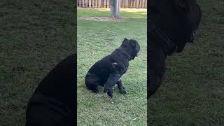 Big Dog Has Incredible Patience With Little Crazy Bro canecorso chihuahua canecorsodog [upl. by Ocimad]