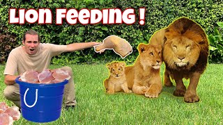 FEEDING the LION PRIDE  NEW BORN CUB [upl. by Garlen874]