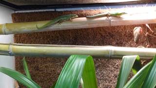 Phelsuma cepediana pair negotiating place in basking spot [upl. by Neelram]