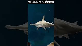 Hammerhead sharks unique visions [upl. by Niawat]